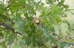 Bur oak